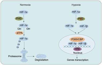 Crosstalk between hypoxia-inducible factor-1α and short-chain fatty acids in inflammatory bowel disease: key clues toward unraveling the mystery